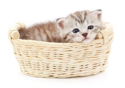 Fotobehang Slapend katje in een mandje