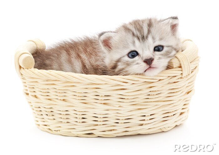 Fotobehang Slapend katje in een mandje