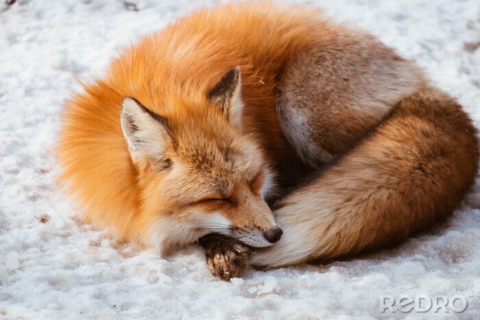 Fotobehang Slapende Japanse vos