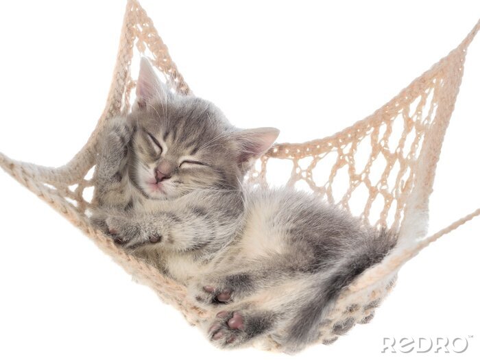 Fotobehang Slapende kat op een hangmat