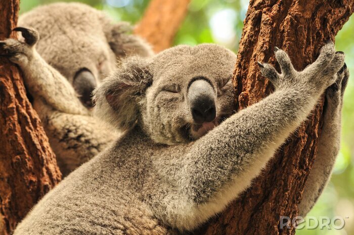Fotobehang Slapende koala's op bomen in Australië