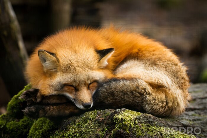 Fotobehang Slapende vos op een steen
