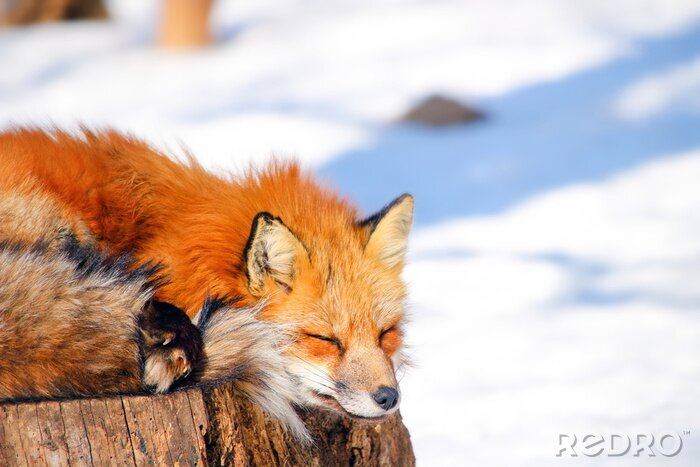 Fotobehang Slapende vos op hout