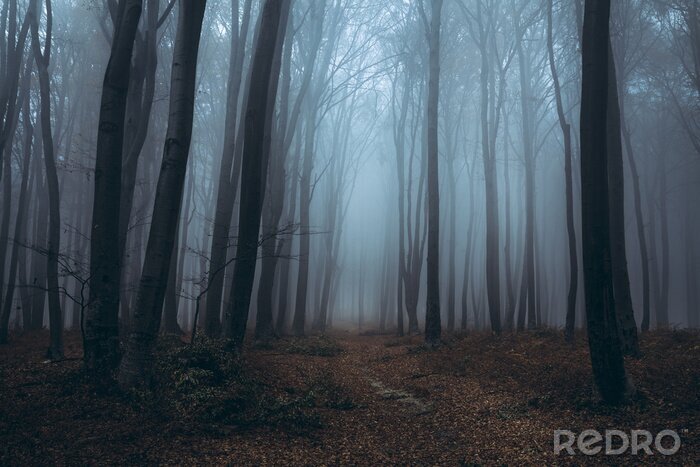 Fotobehang Sleep in een nevelig bos