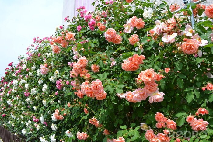 Fotobehang Slinger van gekleurde rozen