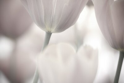Fotobehang Sluit omhoog van witte tulpen