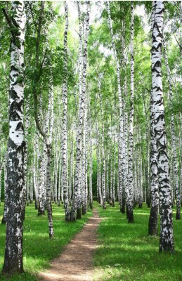 Fotobehang Smal pad door een berkenbos