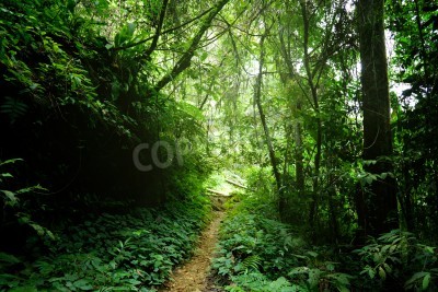 Fotobehang Smal pad in de jungle