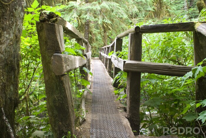 Fotobehang Smalle brug in een bos