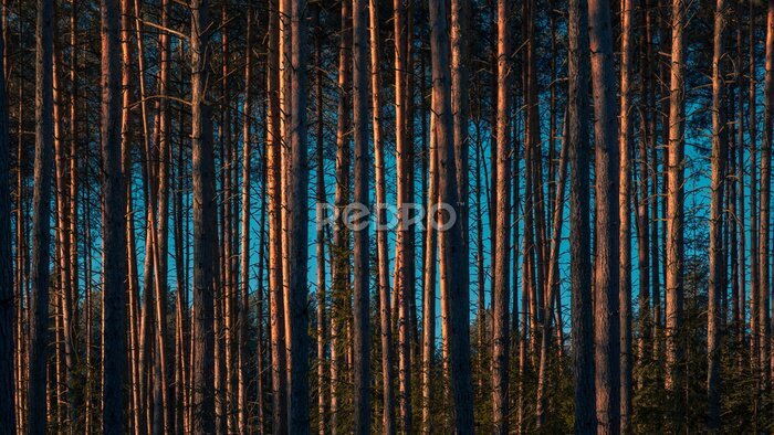 Fotobehang Smalle hoge bomen in het bos