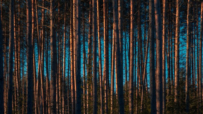 Fotobehang Smalle hoge bomen in het bos