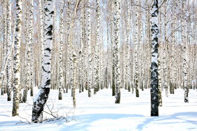 Fotobehang Sneeuw in een berkenbosje