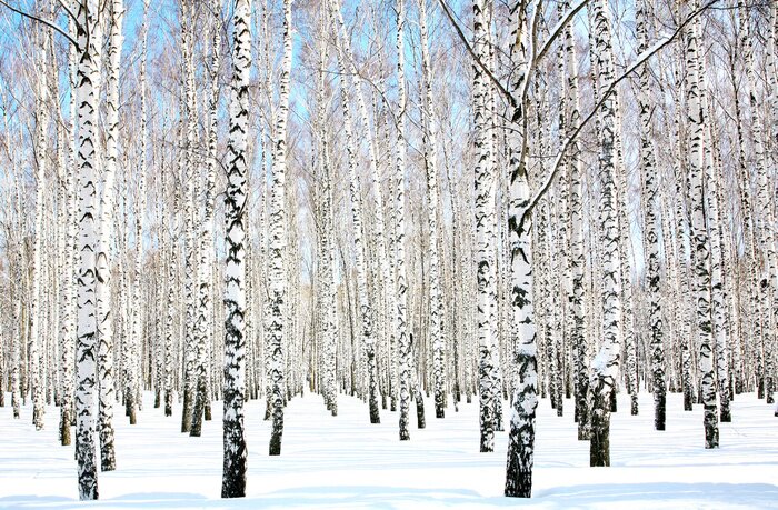 Fotobehang Sneeuw op berken
