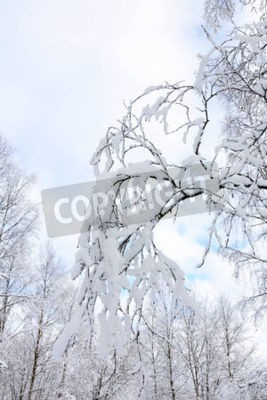 Fotobehang Sneeuw op berkentwijgen