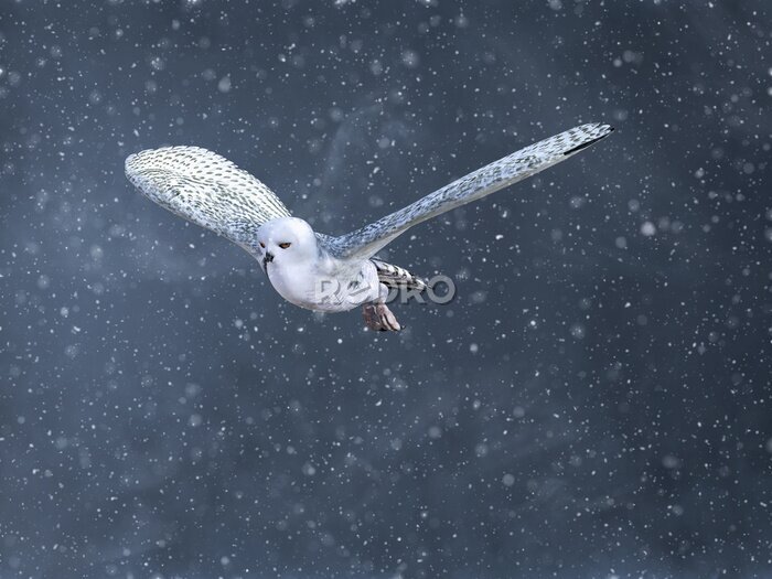 Fotobehang Sneeuwuil tijdens winterstorm