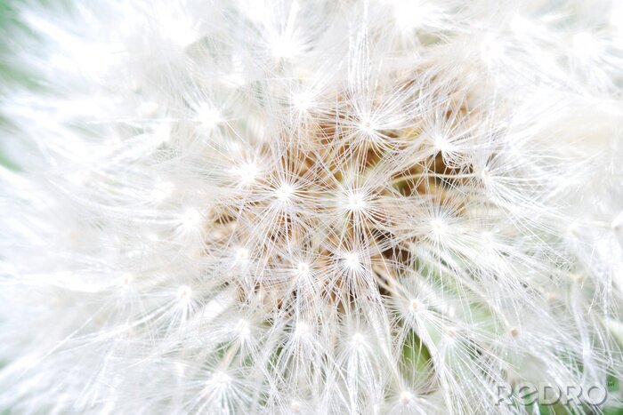 Fotobehang Sneeuwwitte paardenbloem