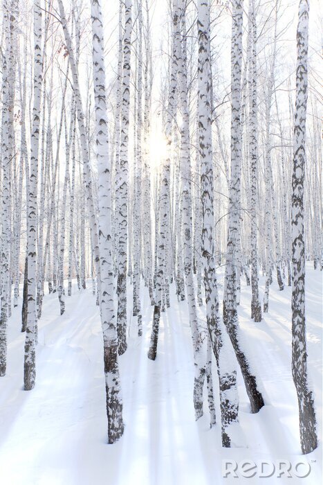Fotobehang Snowcovered berkbos en stralen van de zon