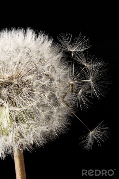 Fotobehang Soffione fondo nero