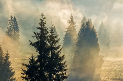 Fotobehang Sparrenbos achter de mist