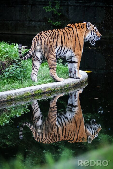 Fotobehang Spiegelbeeld van een tijger