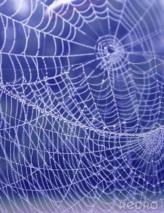 Fotobehang Spinnenweb en natuur