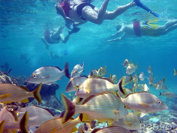 Fotobehang Sportduiken tussen vissen