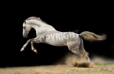 Fotobehang Springend paard op donkere achtergrond