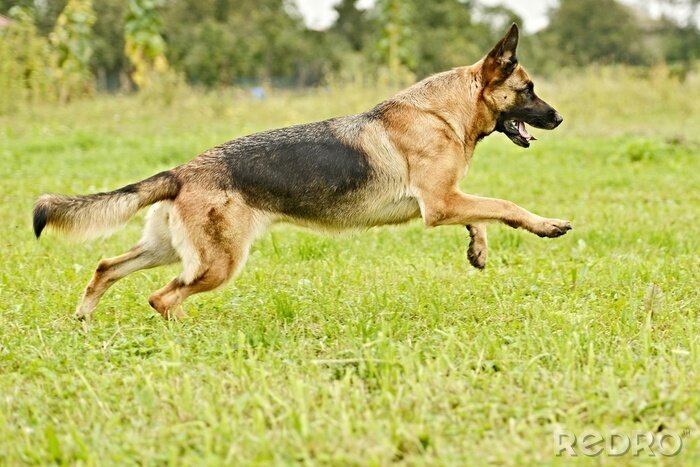 Fotobehang Springende Duitse Herder