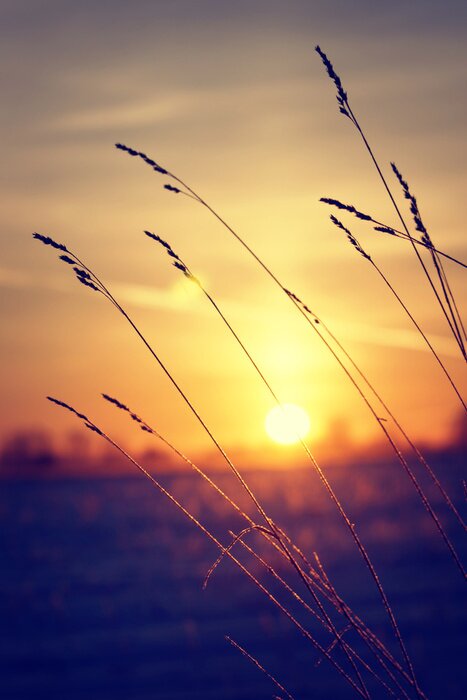 Fotobehang Sprookjesachtige natuur