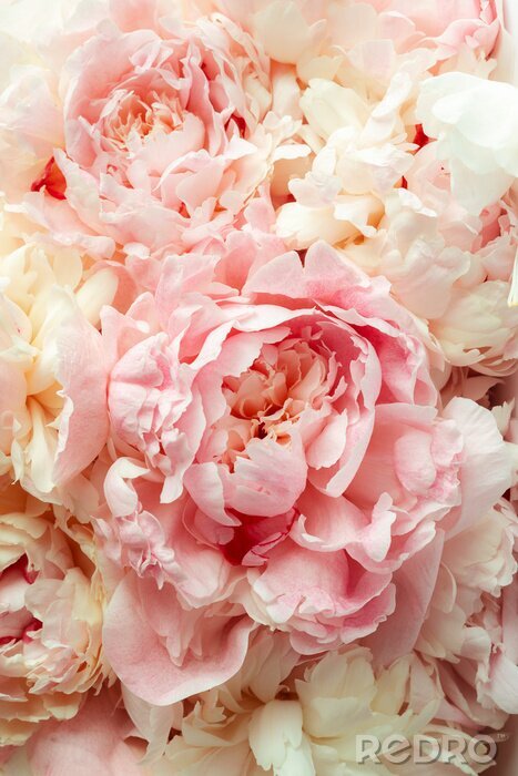 Fotobehang Sprookjespioenen vol delicatesse