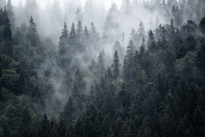Fotobehang Staalgrijs bos in de mist