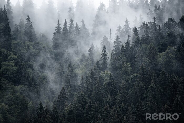 Fotobehang Staalgrijs bos in de mist