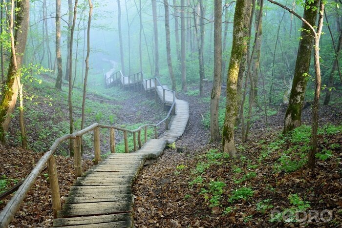 Fotobehang staiway in het bos verdwijnen in sterke mist