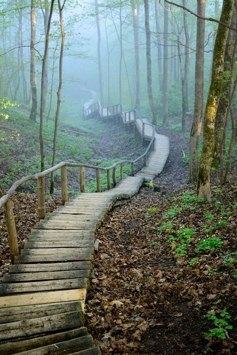 Fotobehang Staiway in het bos verdwijnen in sterke mist