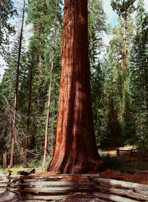 Fotobehang Stam van een naaldboom