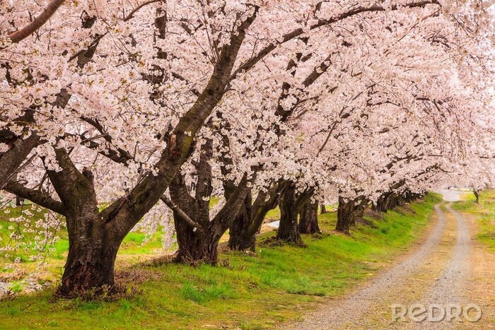 Fotobehang Steeg van bloeiende bomen