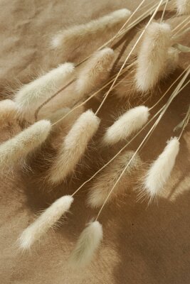 Stelletje pluizige droge grassen