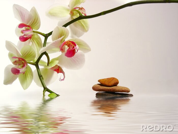 Fotobehang Stenen en bloemen