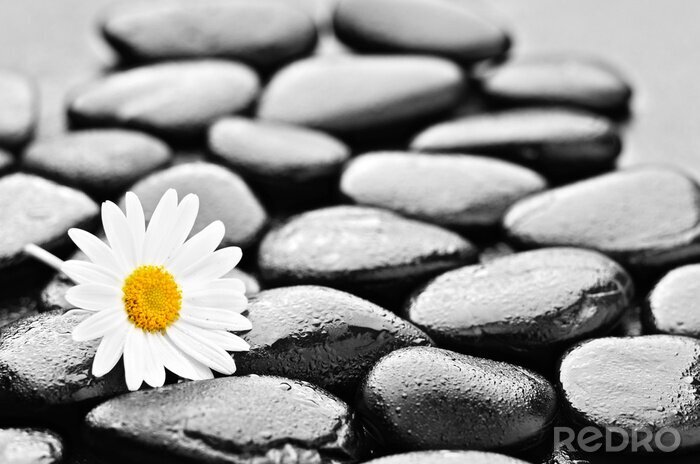 Fotobehang stenen en daisy
