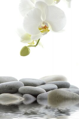Stenen en orchidee met onrijpe toppen