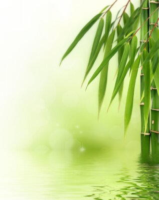 Fotobehang Stengels van bamboe in water