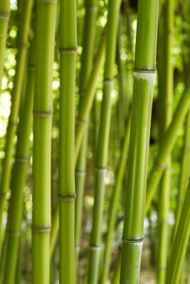 Fotobehang Stengels van natuurlijke bamboe