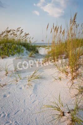 Fotobehang Strand en duinen met gras