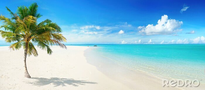 Fotobehang Strand met palmbomen en turquoise water
