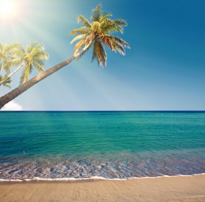 Fotobehang Strand met palmbomen in het Caraïbisch gebied