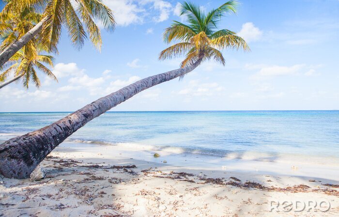 Fotobehang Strand palmbomen aan de oceaan