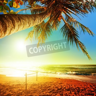 Fotobehang Strand palmbomen en exotische oceaan