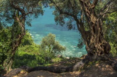 Fotobehang Strand zee en olijfbomen