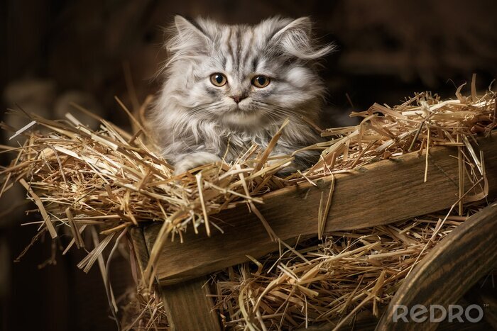 Fotobehang Striped fluffy kitten in an old wagon with straw