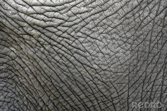Fotobehang Structuur van olifantenhuid